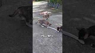 This Snake Eats Cats 🐱