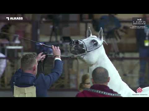 N.165 NABEEL ALRAYYAN - Katara Int. Arabian Peninsula Horse Show 2023 - Stallions 7+ Years Old (...