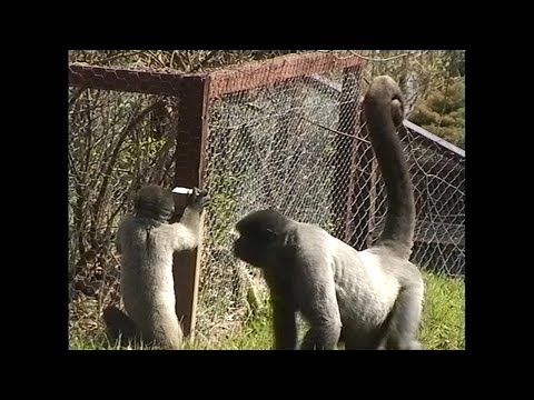 09 Apr 1995 · Re-mastered video footage from today's ride - 2021 Full Remaster