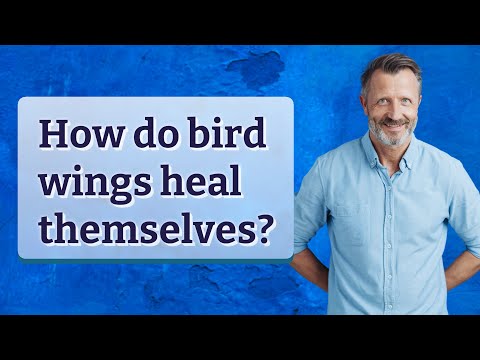 How do bird wings heal themselves?