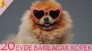 Evde ve Apartmanda Bakılabilecek 20 Zeki Köpek Cinsi #köpek  #dog  #ev