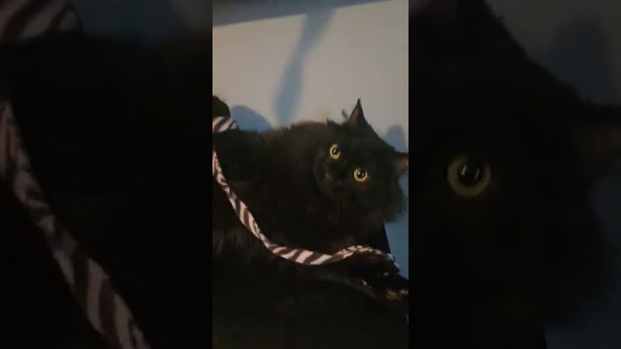 Enlarge Fluffy (Gentle Soul looking for Love), an adopted Domestic Long Hair in Rochester, NY video 2/5
