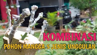 Download lagu Cara Sambung Mangga 5 Jenis Dalam Satu Pohon Agar Cepat Berbuah mp3 Download lagu Cara Sambung Mangga 5 Jenis Dalam Satu Pohon Agar Cepat Berbuah mp3