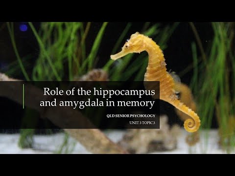 Role of the Hippocampus and Amygdala in Memory