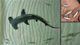 How to Make Hammerhead Shark Diorama | Resin Art