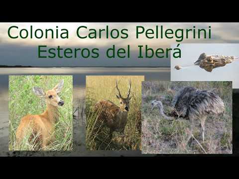 Colonia Carlos Pellegrini. Esteros del Iberá.