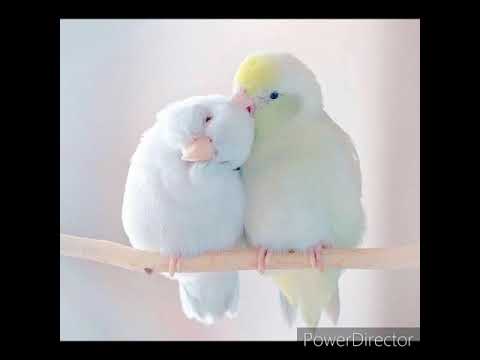 Grace In It's Highest Definition Is