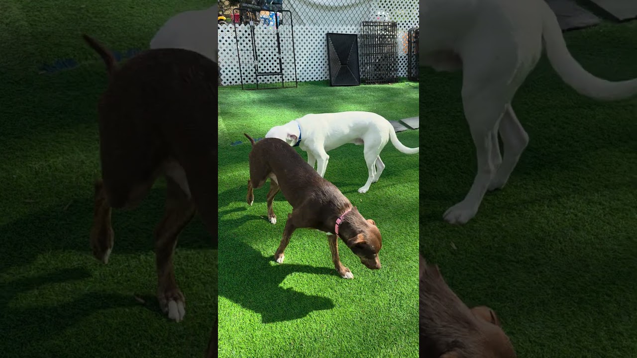 Damon Blue Eyes, a Adoptable mixed breed in Blairstown, NJ video 6/6