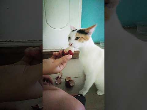 5 de diciembre de 2024