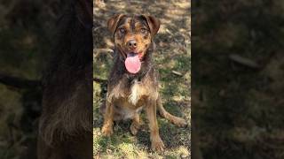 Video preview image #1 Poodle (Standard)-Unknown Mix Puppy For Sale in Cranford, NJ, USA