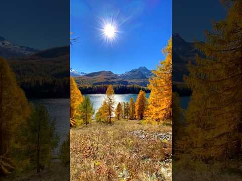 📍 Lake Sils, Switzerland 🇨🇭Follow  for daily Swiss Content 🇨🇭#autumn