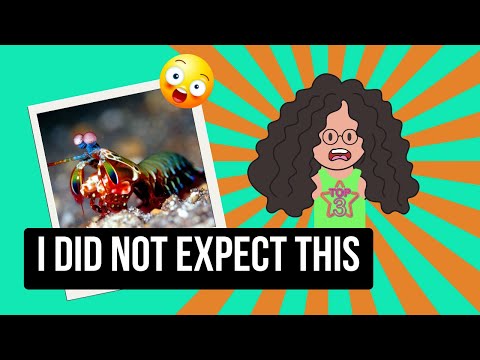 3 Incredible Real Facts About Mantis Shrimps