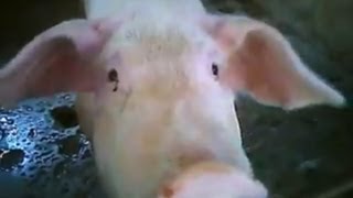 preview picture of video 'These 3 Piggies Went To The Jungle -- Philippines / Province Farm Life'