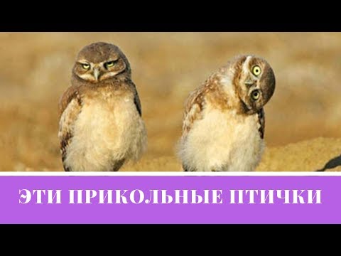 Эти прикольные птички. Попробуй не засмеяться