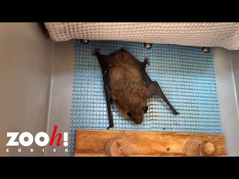 Winterschlaf, Winterruhe oder Winterstarre?