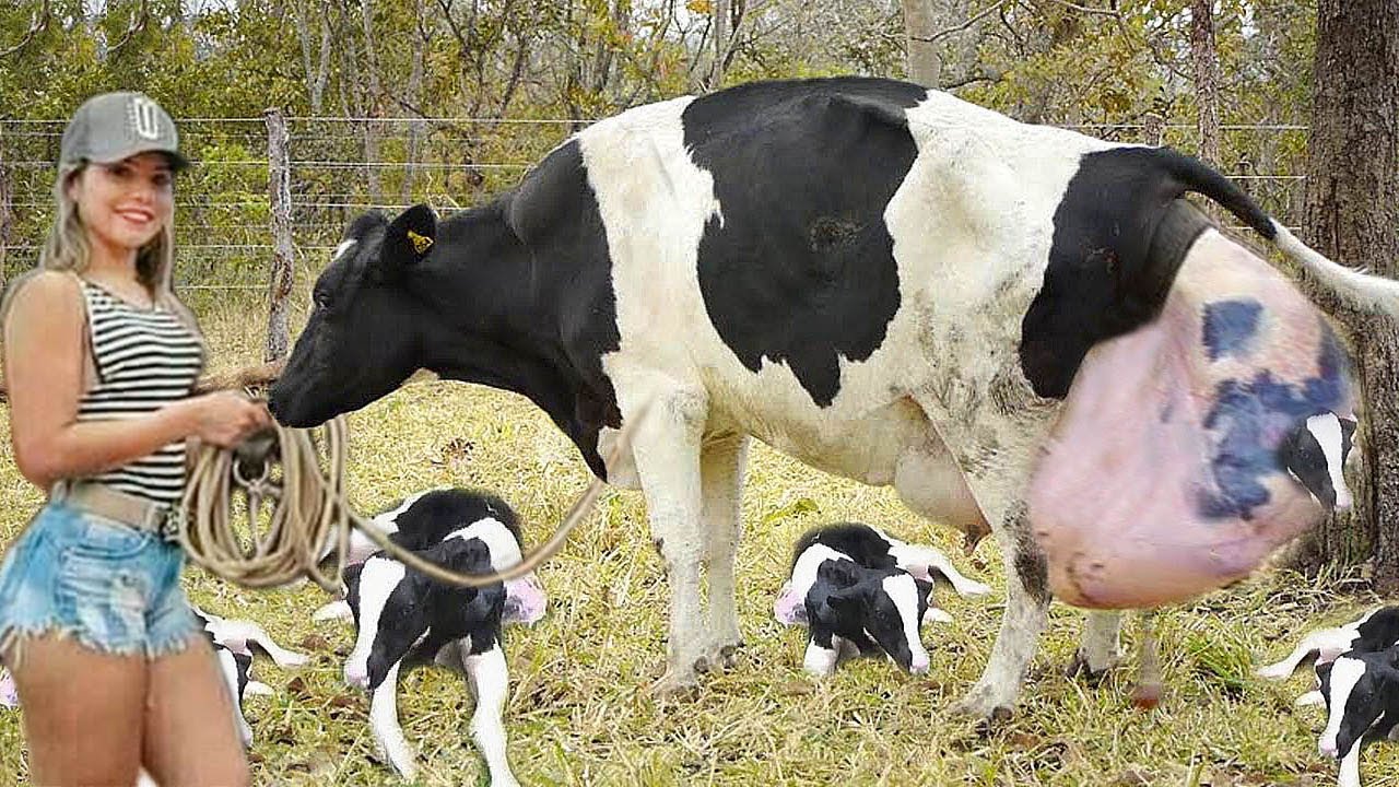 Feeding Young Calves with Milk from a Tractor and Preparing Hay: Modern  American Farm 2023