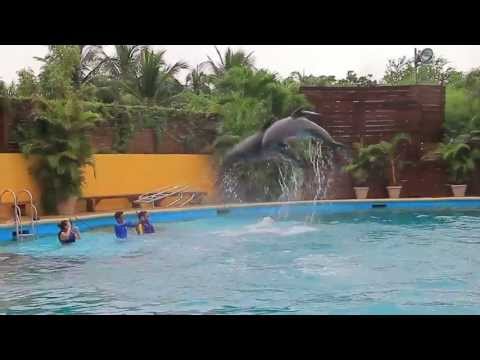 Marriage proposal with dolphins