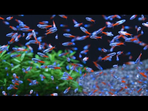 cost of neon tetra fish