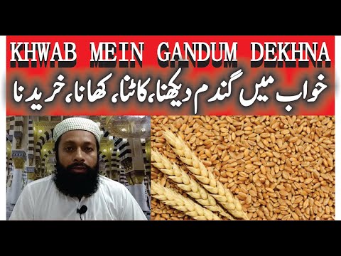 Khwab Mein Gandum Dekhna | Khana Katna Saaf Karna Chori Hojana Fasal Boriyan | Seeing wheat in a ...