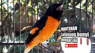 Download lagu SUARA MANTENAN HIMALAYA | PANCINGAN AMPUH ! mp3
