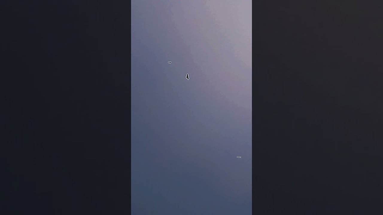 Eagle Beagle | Independent Eagle | #eagle #wildlife #shorts