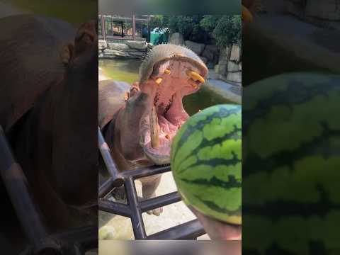 Hippo eating Watermelon Day 2 #shorts #animal