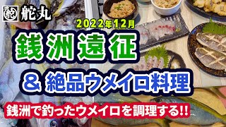 【銭洲・ウメイロ】12月の銭洲遠征◆シマアジ狙い◆ウメイロ大漁!!◆脂ノリノリ絶品ウメイロ料理!!