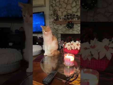 Pancho in the rightside-up 12-27-25