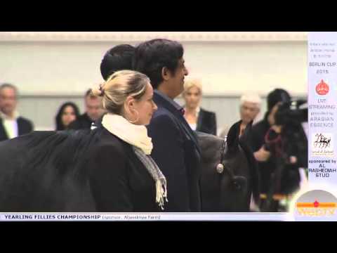 First place Berlin Cup Werder 2015 - Yearling Colts Championship (Class 16) - N.24 HERMES