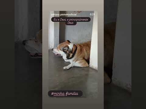 Zeus de jaguaribe ce