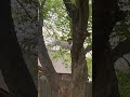 German Shorthaired Pointer Climbs Tree