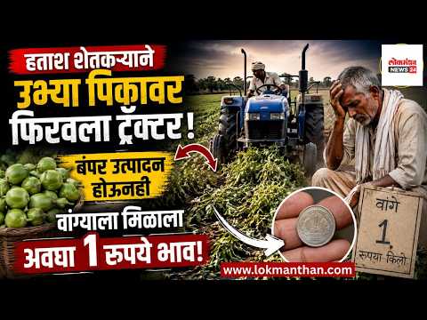 हताश शेतकऱ्याने उभ्या पिकावर फिरवला ट्रॅक्टर; बंपर उत्पादन होऊनही वांग्याला मिळाला अवघा १ रुपये भाव
