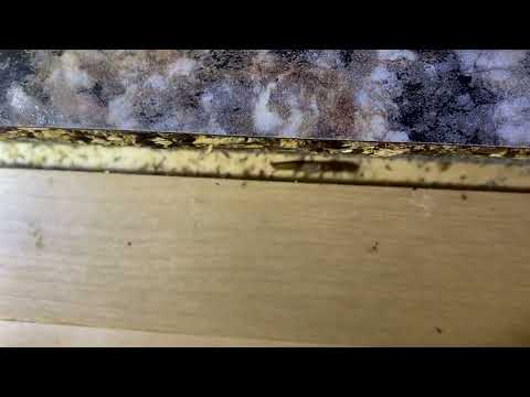 Found Cockroaches in the Kitchen Island in Seaside Park, NJ