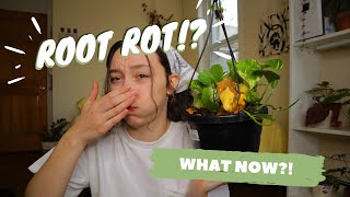 ROOT ROT | symptoms, causes, and treatment with hydrogen peroxide + propagation!