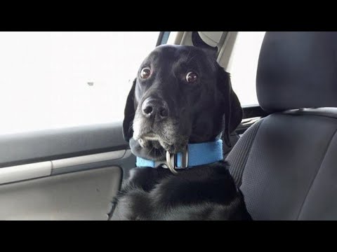 When Dogs Realize They're Going to the Vet