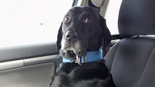 When Dogs Realize They're Going to the Vet