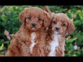 Cavapoo dogs for sale: Darcy  - Video 1