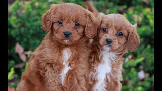 Video preview image #1 Cavapoo Puppy For Sale in LITITZ, PA, USA