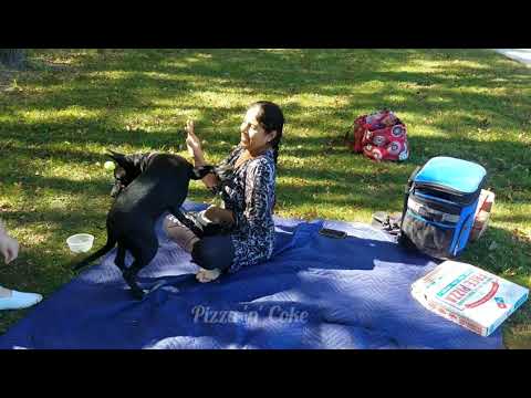Camping with our Dog || Small Outing || Telugu Vlogs in USA