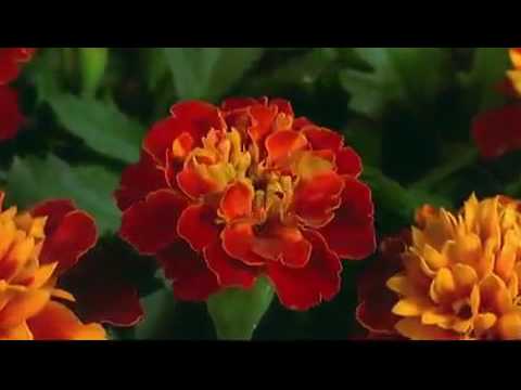 download lagu mp3 mp4 Good Morning In Sanskrit, download lagu Good Morning In Sanskrit gratis, unduh video klip Good Morning In Sanskrit