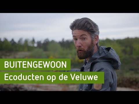 Ecoducten op de Veluwe | BuitenGewoon