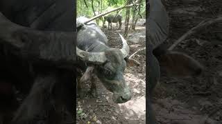 Midang Di Dalam Hutan