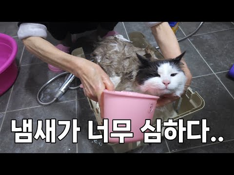 심심할까봐 일거리 만들어주는 고양이.. 빨래가 산더미처럼 쌓였다