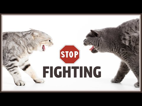 Sound To Stop Cats Fighting