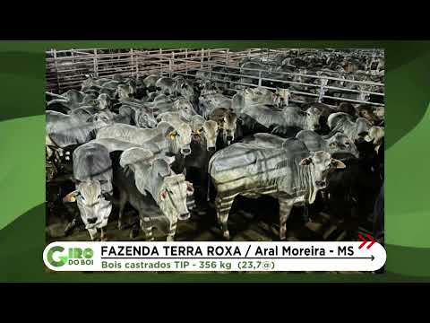 FAZENDA TERRA ROXA: BOIS NELORE DE TIP CHEGAM A QUASE 24 ARROBAS EM MS