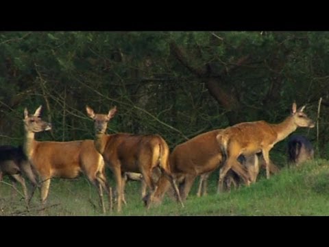 BuitenGewoon 24-06-2014 Planken Wambuis