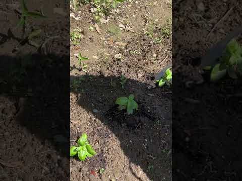 園芸 ホワイトオイル