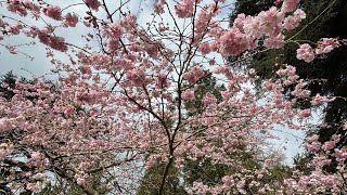 March Equinox Update – The Necessity of Pressure.