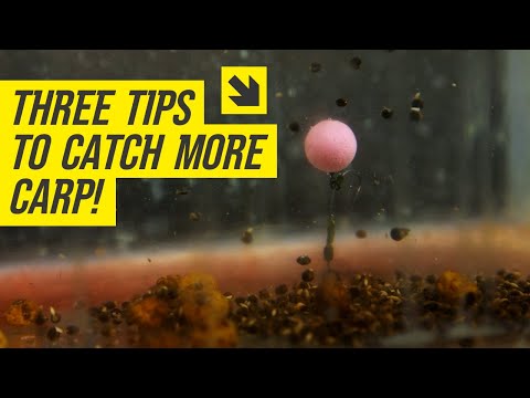 These tips will help you catch more carp this spring!