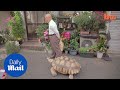 Tokyo Tortoise Daily Walk In The City With Owner Mitani Hisao Daily Mail